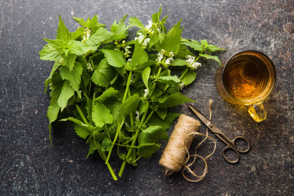Fresh lemon balm leaves used in a soothing and refreshing herbal tea recipe for beginners